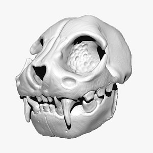3D Creature Skull model