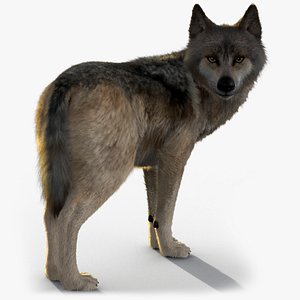 3D Wolf Xgen model