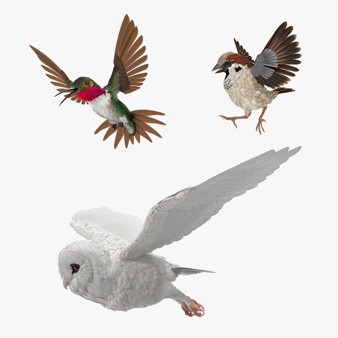 Birds Rigged Collection 3D model preview