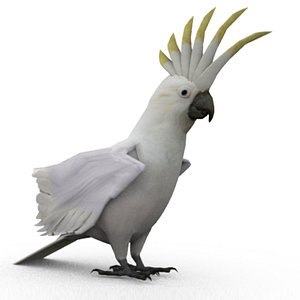 3D cockatoo animations model