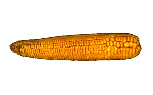 3D corn cob