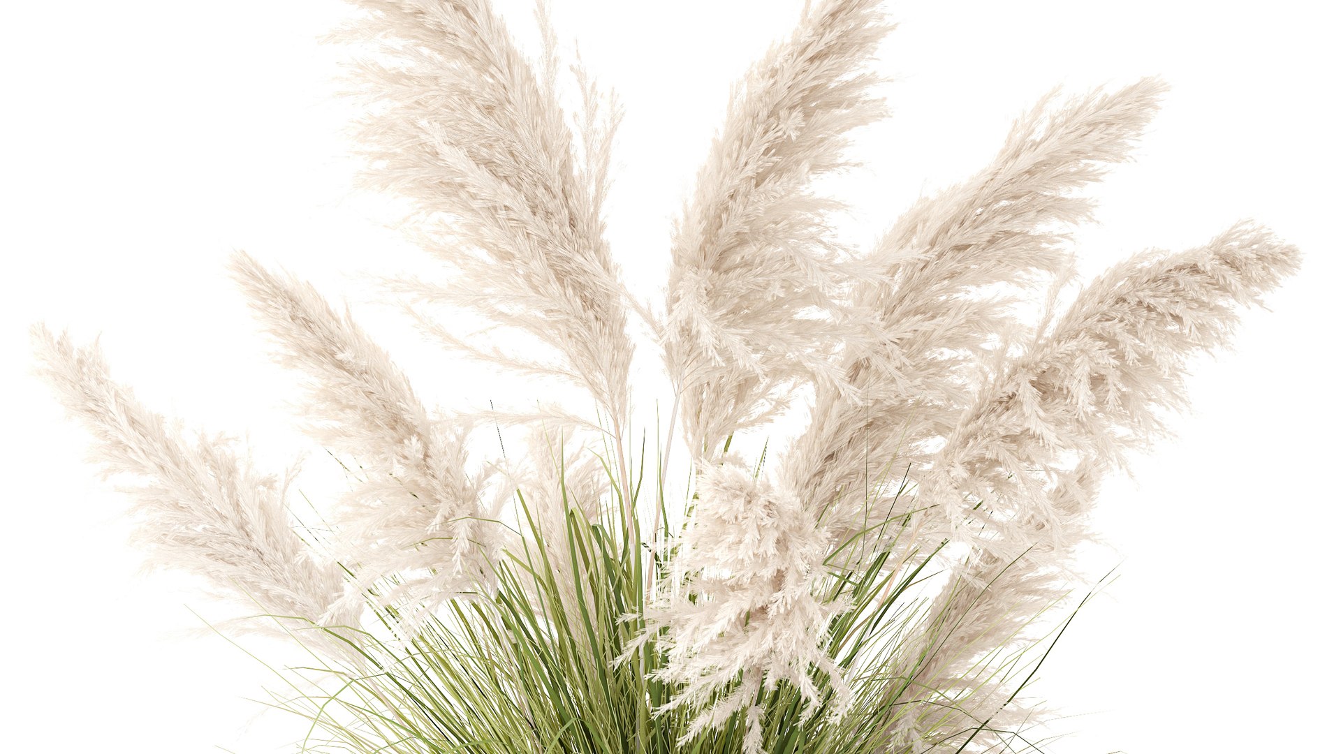 3D Bush White Pampas Grass Cortaderia Reed Basket decor https://p.turbosquid.com/ts-thumb/Er/dQeZGk/YS/1plantpampas110207/jpg/1770918605/1920x1080/fit_q87/31e5f580d029647f56123f139b9f0b588b312df1/1plantpampas110207.jpg