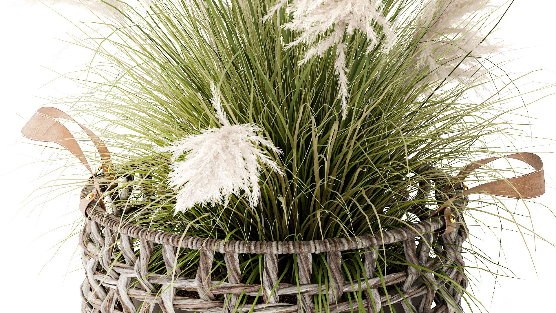 3D Bush White Pampas Grass Cortaderia Reed Basket decor https://p.turbosquid.com/ts-thumb/Er/dQeZGk/ik/1plantpampas110208/jpg/1770918607/1920x1080/fit_q87/042c4209f4bd4f66ed695015765ca2e85fb310fd/1plantpampas110208.jpg