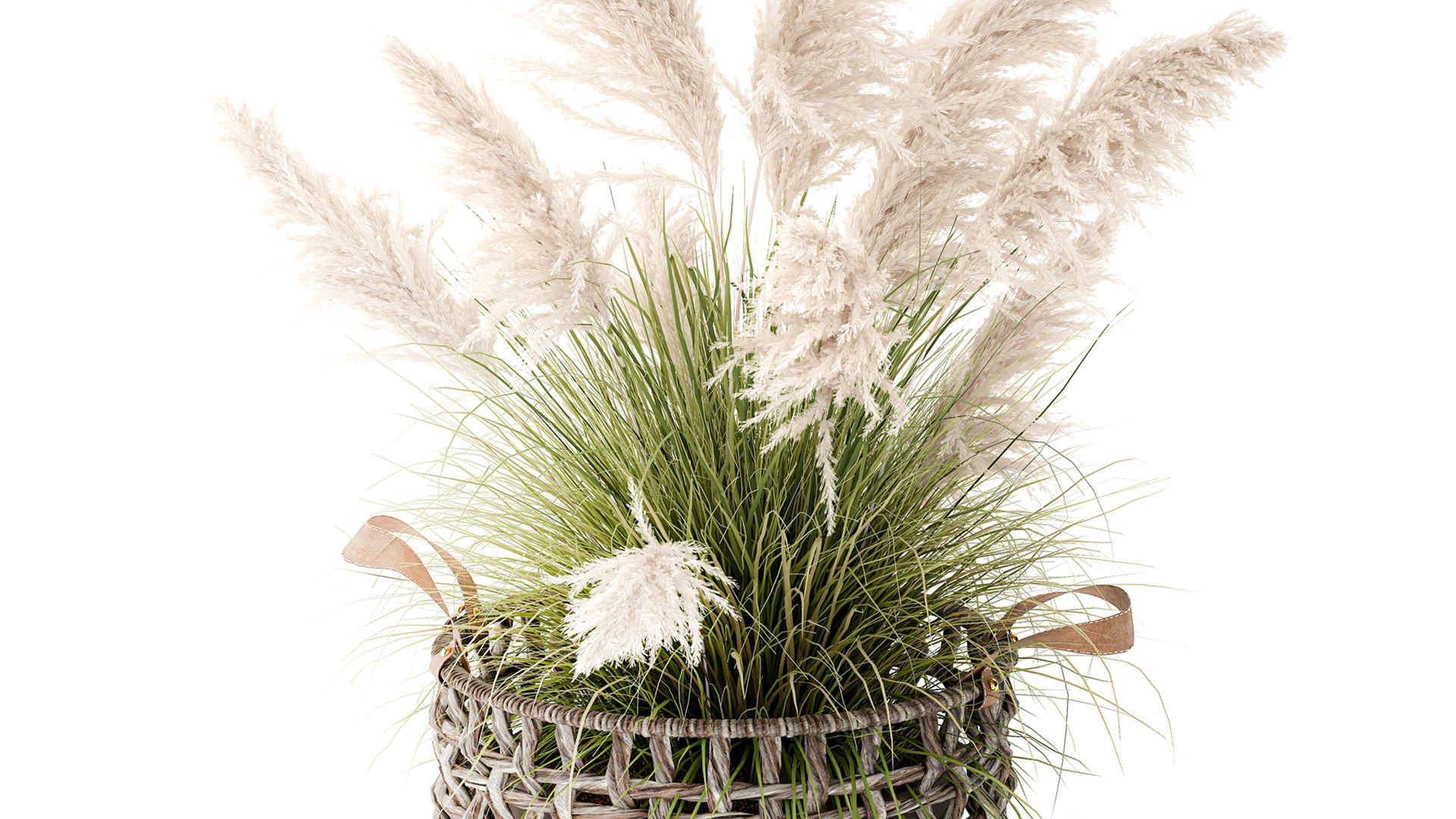 3D Bush White Pampas Grass Cortaderia Reed Basket decor https://p.turbosquid.com/ts-thumb/Er/dQeZGk/w3/1plantpampas110205/jpg/1770918603/1920x1080/fit_q87/5150f60f2694c2fe4bf183dc0ae7b3b6d6573eb9/1plantpampas110205.jpg