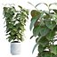 Ficus Elastica tom 299
