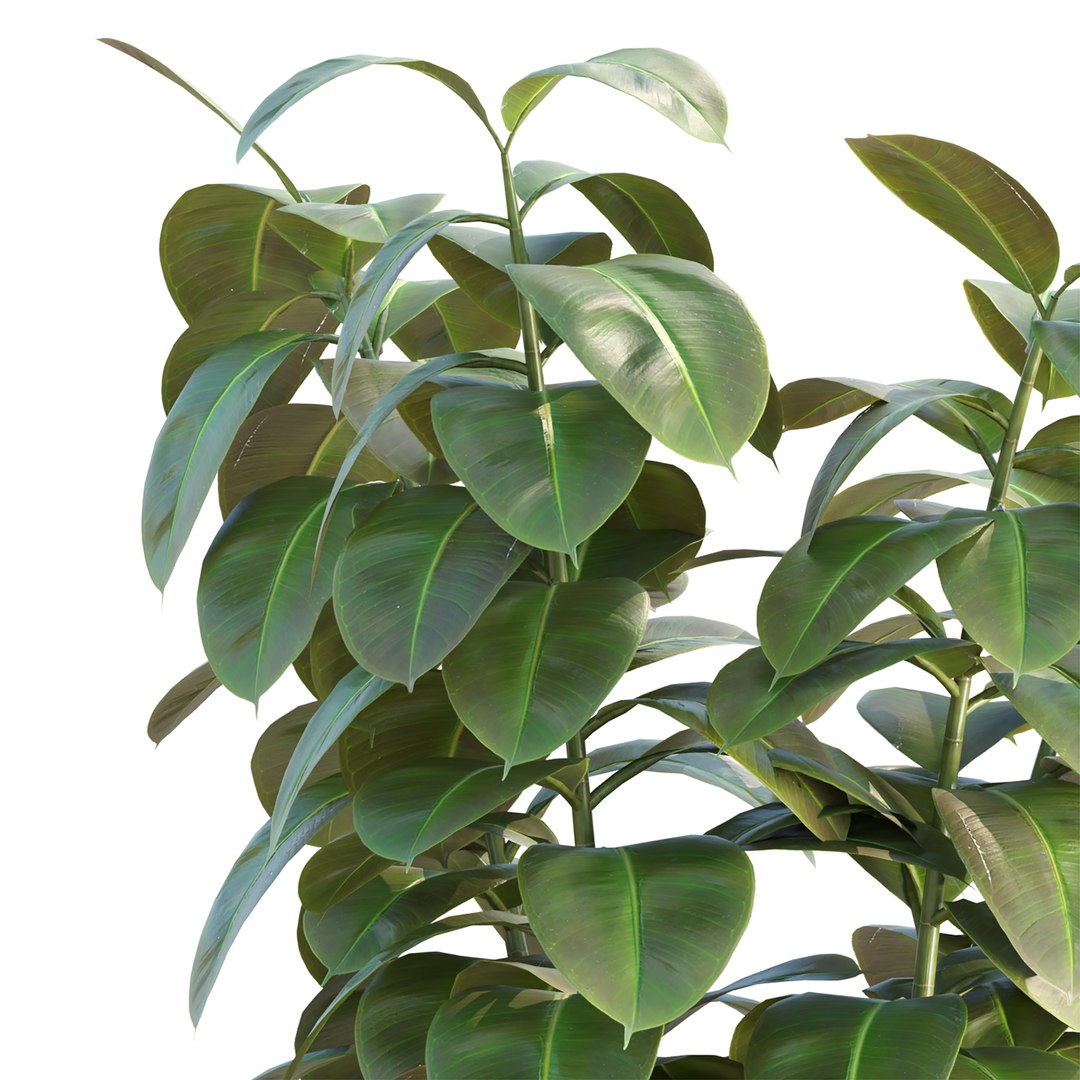 3D Ficus Elastica Vol 299 model https://p.turbosquid.com/ts-thumb/Er/nBfYPb/IT/2/jpg/1758581624/1920x1080/fit_q87/f7ca7938bb55d409fc77b5a6d6bdce4f7a831591/2.jpg