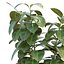 Ficus Elastica tom 299
