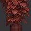 Ficus Elastica tom 299