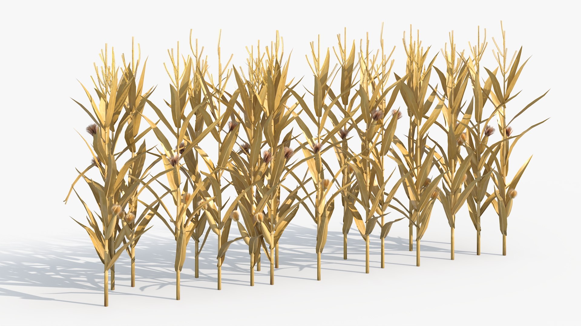 3D Dried Maize Row Formation https://p.turbosquid.com/ts-thumb/Er/qLXnDz/Ed/dried_maize_row_formation_002/jpg/1758231827/1920x1080/fit_q87/69af9847b42adfc0e8aaac55fee47a28ca3b2d1b/dried_maize_row_formation_002.jpg