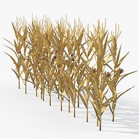Dried Maize Row Formation