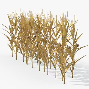 Dried Maize Row Formation