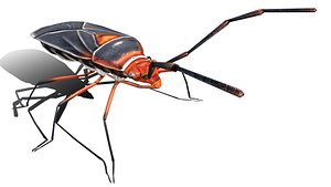 extra beetle lowpolys insect 3D model