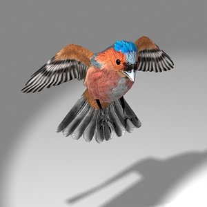 Songbird (Chaffinch)