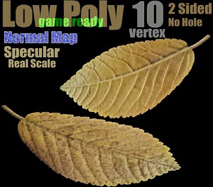Fallen Leaf