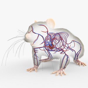 3D Rat Body Skeleton and Vascular System Static model