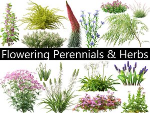 3D Flowering Perennials Herbs Pack 42