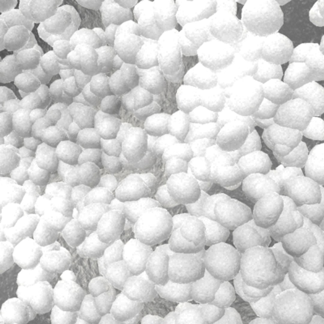 Colony Cocci Bacterias Max