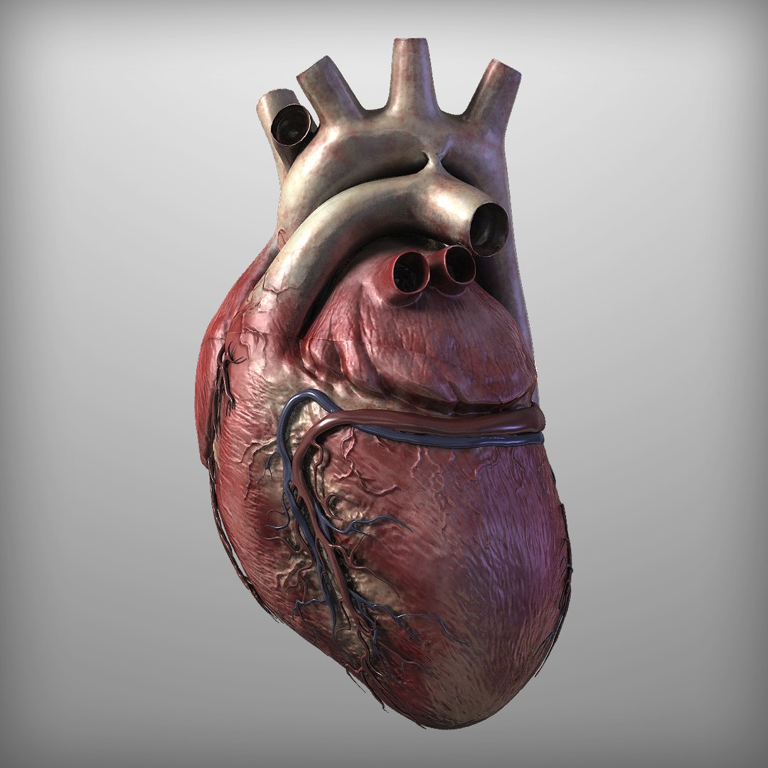 3d Human Heart