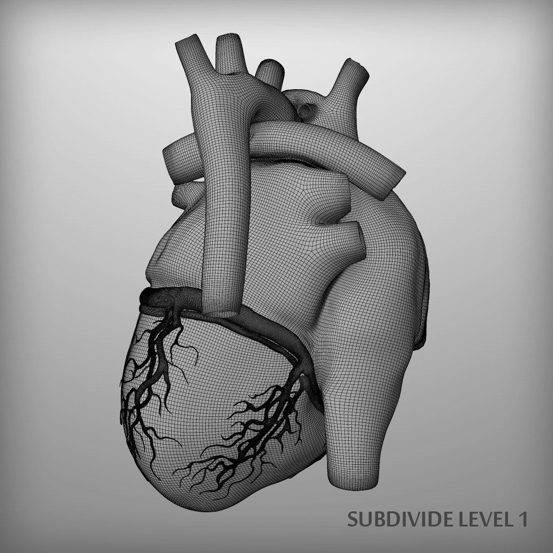 3d human heart https://p.turbosquid.com/ts-thumb/Es/EV1sTD/4LfWNgOt/w5/png/1393293675/1920x1080/fit_q87/560f094a099f22932b414b41da0398bf3ab7cfce/w5.jpg