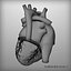 Human Heart