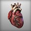 Human Heart