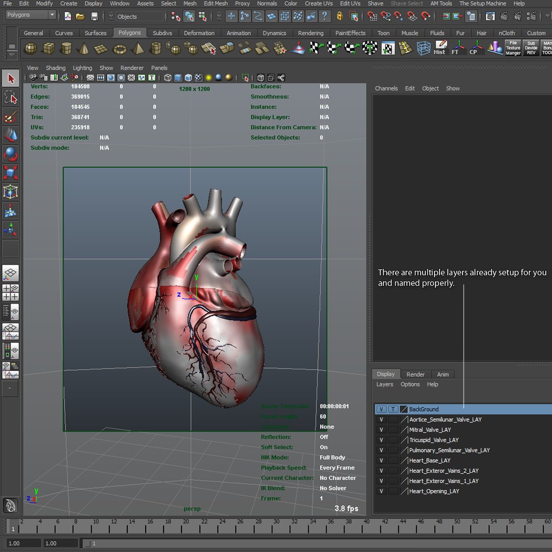 3d human heart https://p.turbosquid.com/ts-thumb/Es/EV1sTD/BTSIHe3t/screenshot1/png/1392446037/1920x1080/fit_q87/8176c39e2f742831ecd68973603502fb8f4ea329/screenshot1.jpg