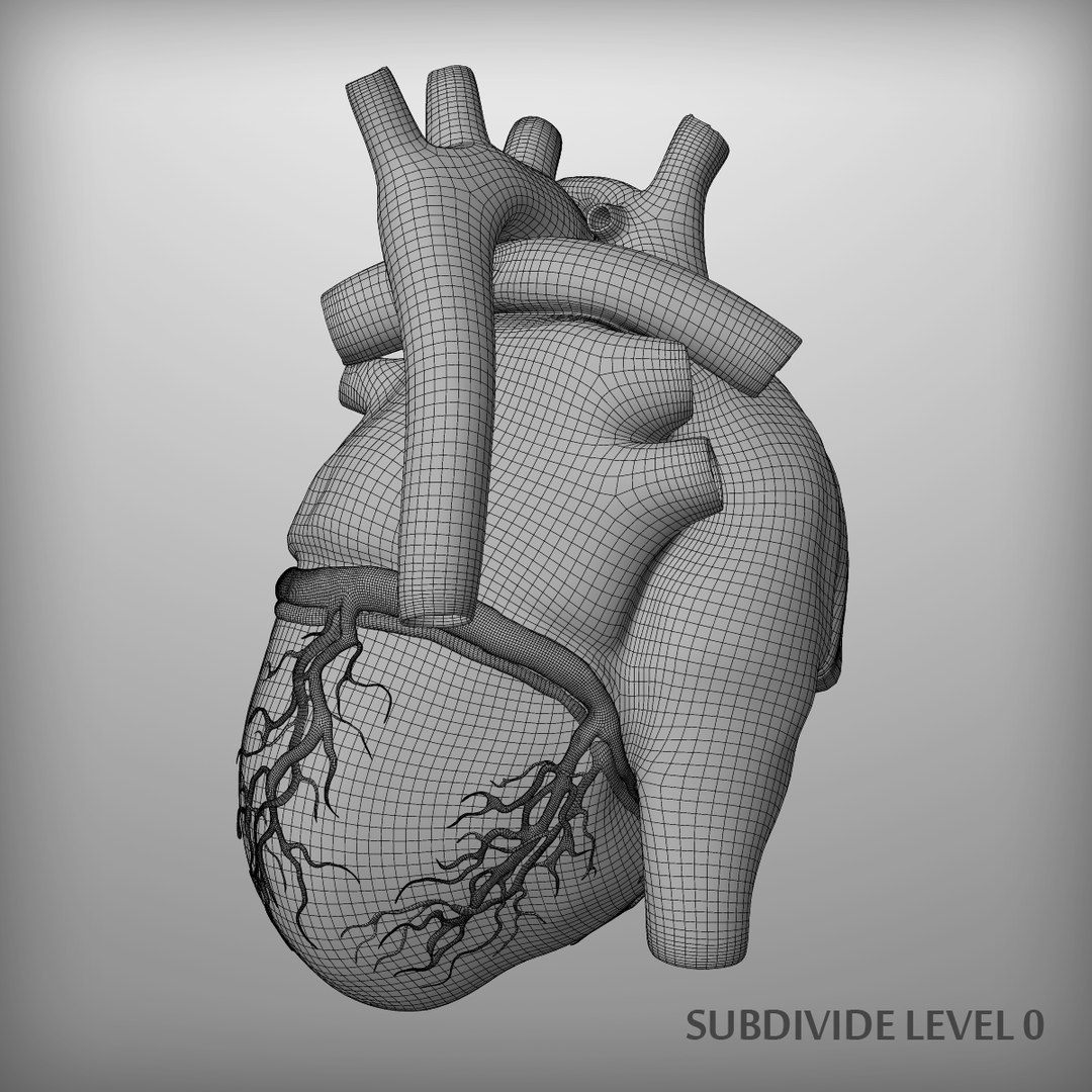 3d human heart https://p.turbosquid.com/ts-thumb/Es/EV1sTD/J34nwczP/w4/png/1393293675/1920x1080/fit_q87/84c532b76808c6873b1b176fd4d8a922516cfb42/w4.jpg
