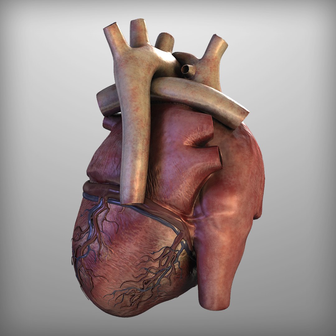 3d Human Heart