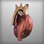 3d human heart