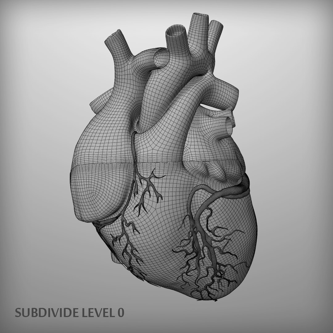 3d human heart https://p.turbosquid.com/ts-thumb/Es/EV1sTD/cJ49keG5/w1/png/1393293675/1920x1080/fit_q87/cb17a7caf25f22709c7ba7690ed554023d3badbd/w1.jpg