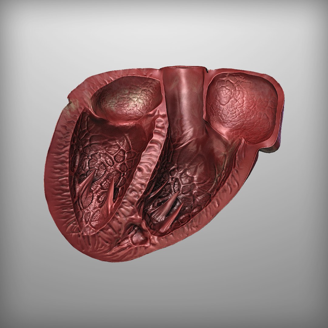 3d human heart https://p.turbosquid.com/ts-thumb/Es/EV1sTD/eiBjacCw/11/png/1392446037/1920x1080/fit_q87/f374cbc6df73e2dfc75711a62bc31c3ef12a1c47/11.jpg