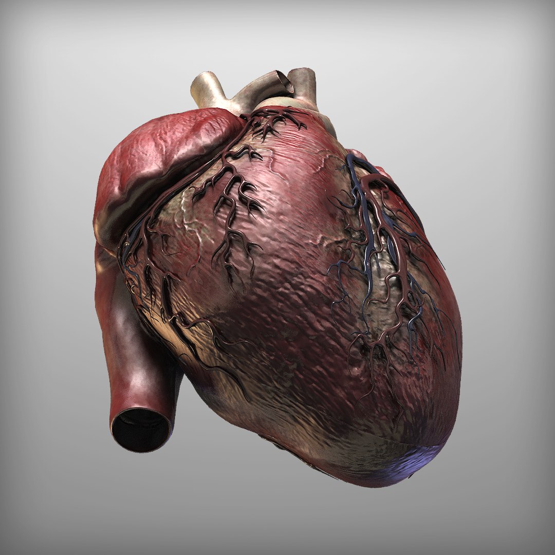 3d human heart https://p.turbosquid.com/ts-thumb/Es/EV1sTD/kxMvVKGz/6/png/1392446037/1920x1080/fit_q87/1f500ef20fcccab22090be1e4f386d0b44647f6e/6.jpg