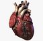 Human Heart