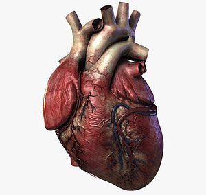 Human Heart