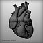 Human Heart