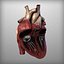 Human Heart
