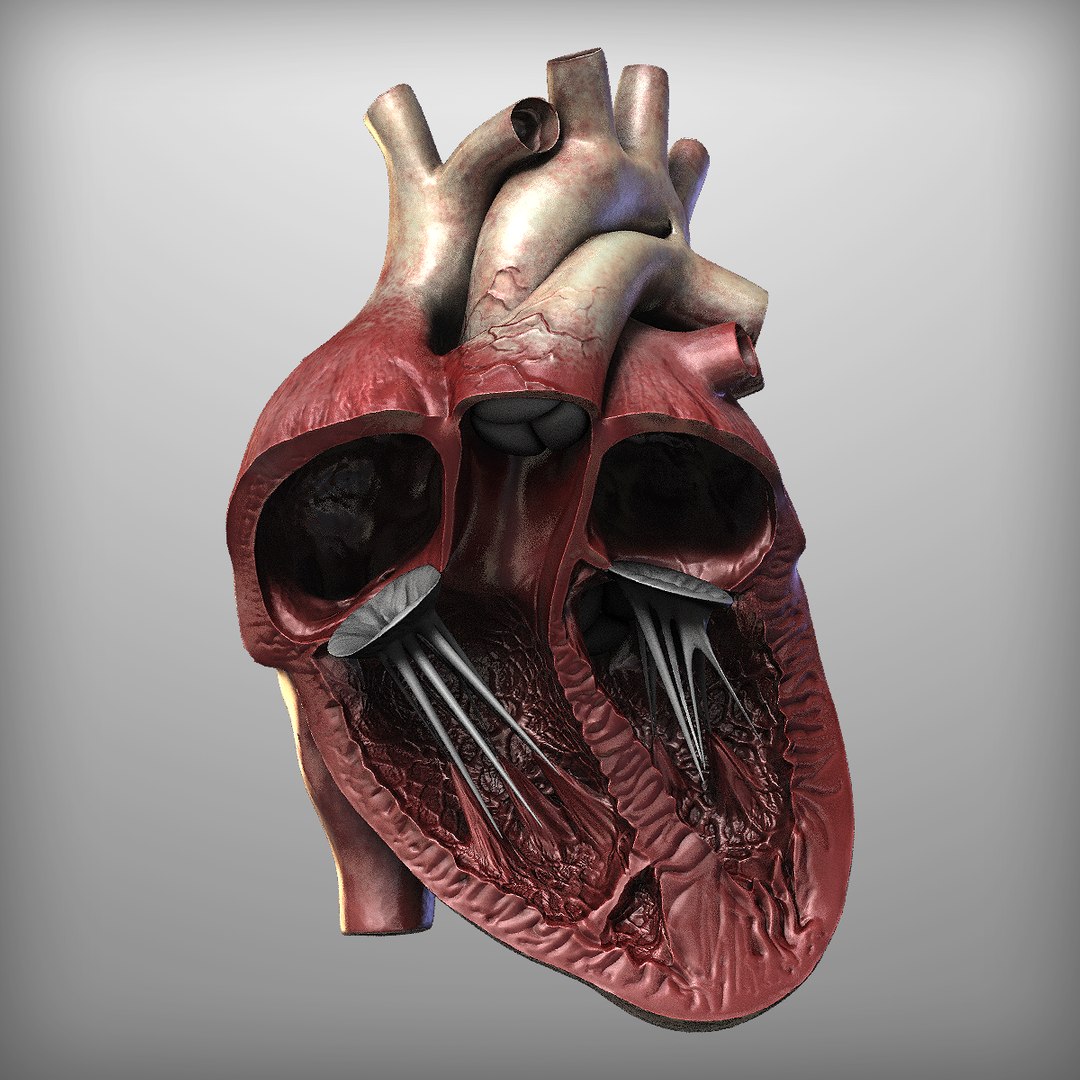 3d human heart https://p.turbosquid.com/ts-thumb/Es/EV1sTD/w927QCjS/10/png/1392446037/1920x1080/fit_q87/b2047dfdd6814c1aa243a46f24cb278b759c70be/10.jpg