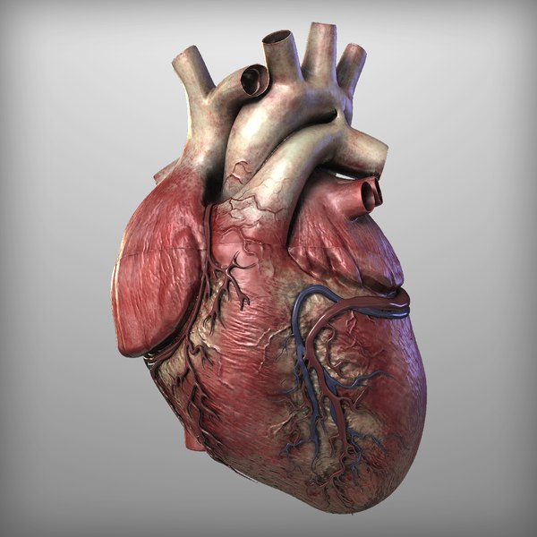 modelo 3d Corazón humano gratis - TurboSquid 800569