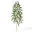 XfrogPlants Hachiku Bamboo