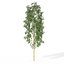 XfrogPlants Hachiku Bamboo