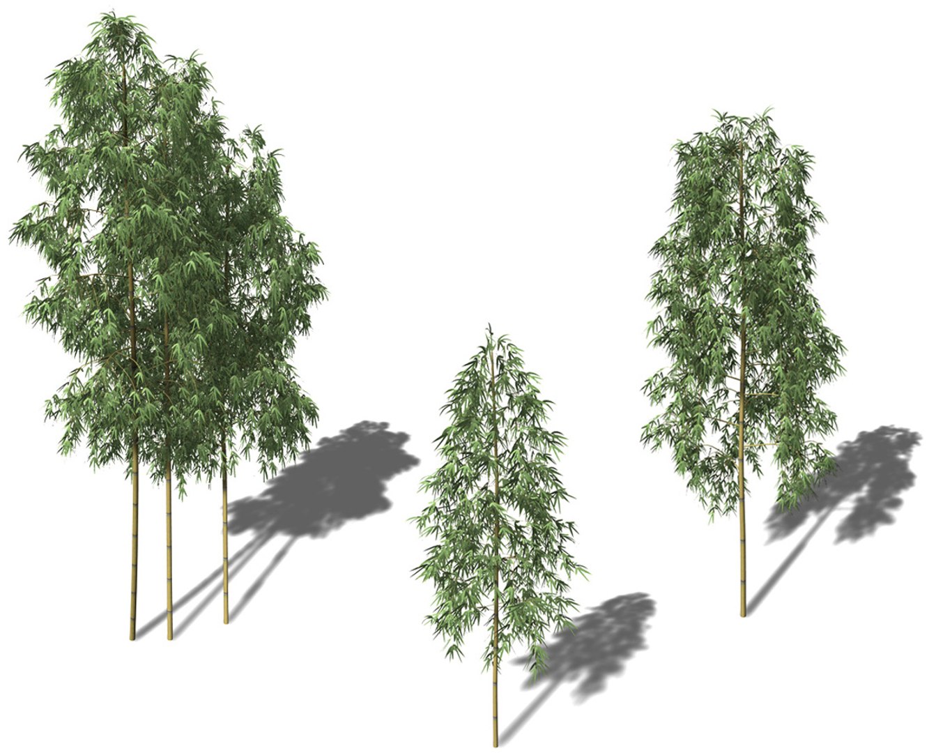 Hachiku Bamboo Plant 3d Model