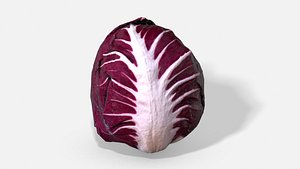 3D vegetable red chicory -