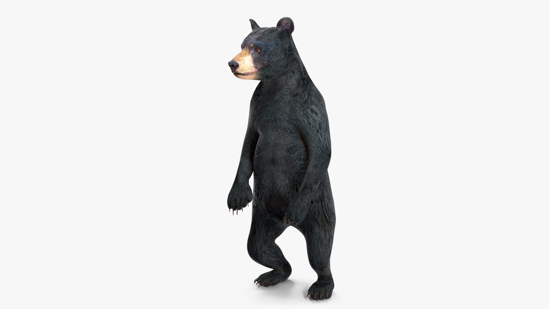Young Black Bear Rigged for Cinema 4D 3D model preview