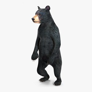 Young Black Bear Rigged for Cinema 4D model