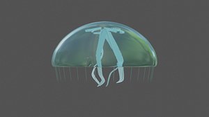 moon jelly