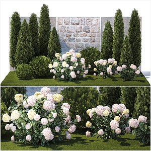 3D Beautiful garden thuja cypress bush hydrangea white 1377