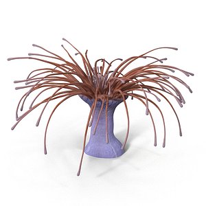 3d actinia aquarium plant model