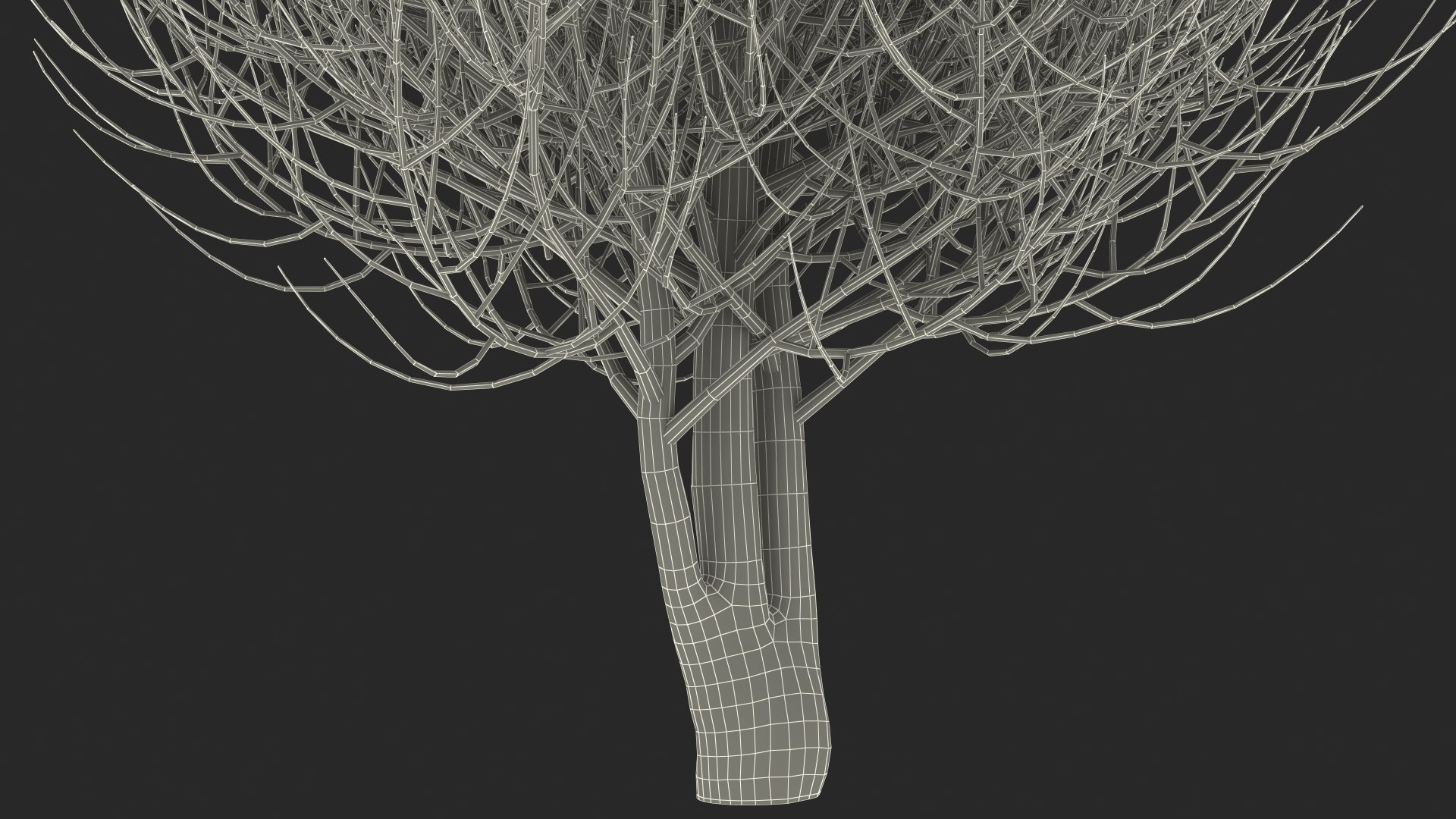 3D laurel bark tree https://p.turbosquid.com/ts-thumb/Et/8p5TRm/0v/laurelbarktreemb3dmodel021/jpg/1612830655/1920x1080/fit_q87/43d786900c312ebfce047b24cae59d3e3b5eb124/laurelbarktreemb3dmodel021.jpg