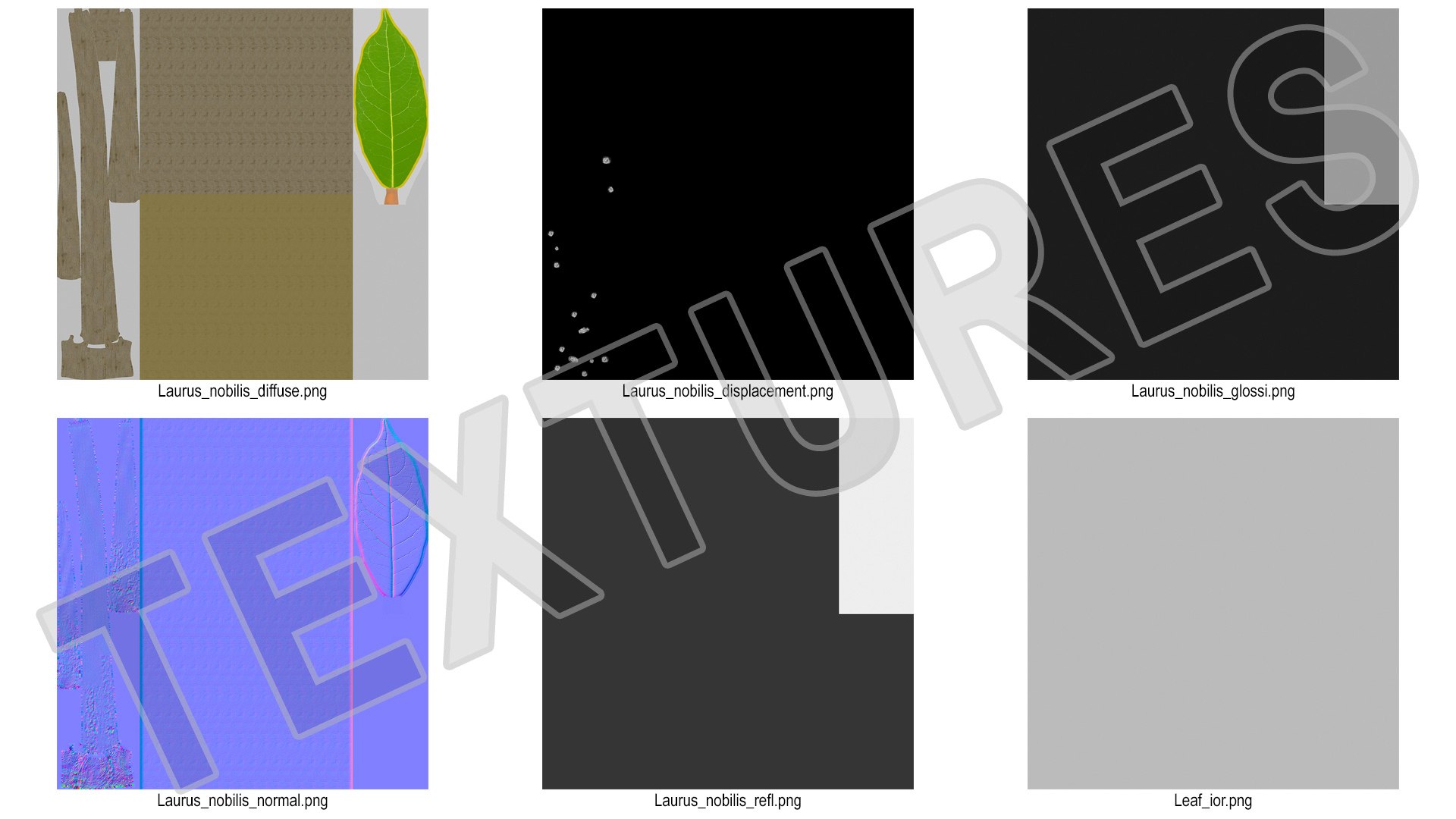 3D laurel bark tree https://p.turbosquid.com/ts-thumb/Et/8p5TRm/C8/laurelbarktreemb3dmodel018/jpg/1612830617/1920x1080/fit_q87/1b2f872d031724003d557a4a064d4aa44ba1eb00/laurelbarktreemb3dmodel018.jpg