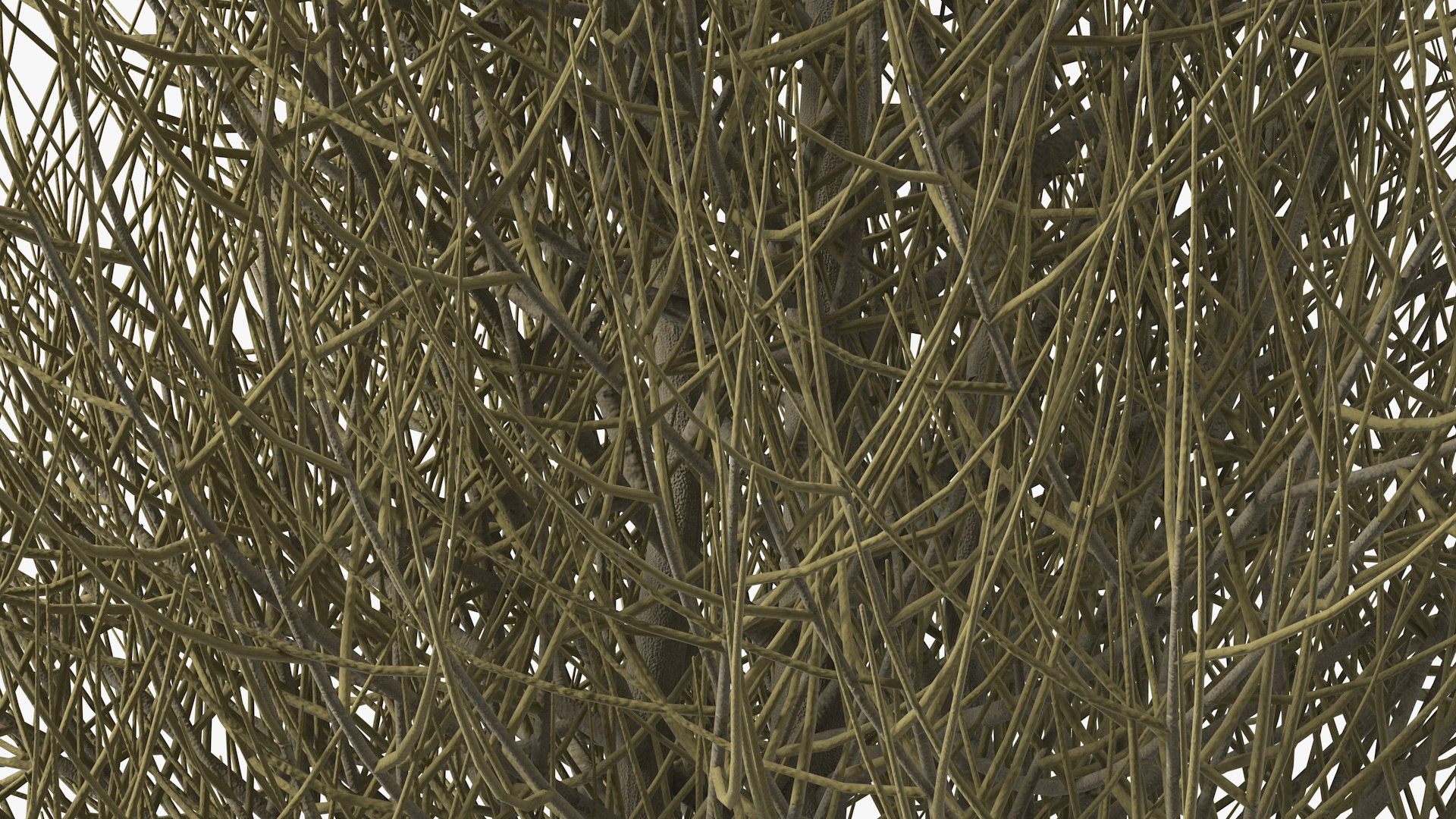 3D laurel bark tree https://p.turbosquid.com/ts-thumb/Et/8p5TRm/HR/laurelbarktreemb3dmodel008/jpg/1612830474/1920x1080/fit_q87/d328786808db47797c0392a830cb405b7b8c45c5/laurelbarktreemb3dmodel008.jpg